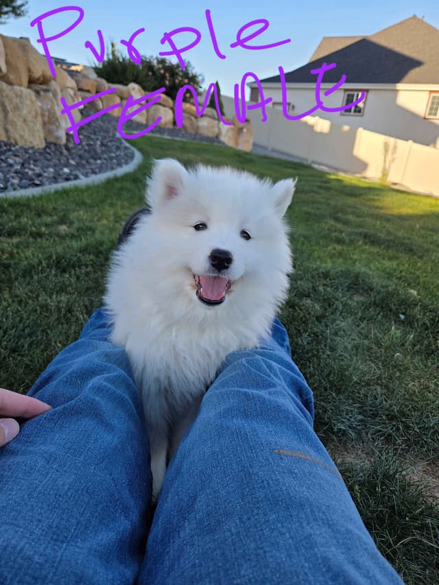 Samoyed Puppies media 24