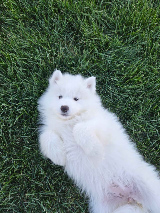Samoyed Puppies media 25