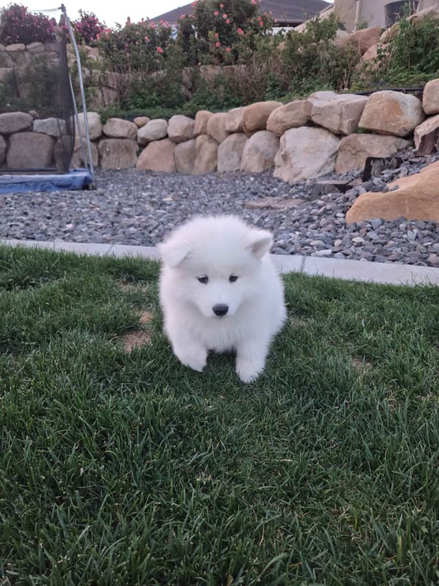 Samoyed Puppies media 26