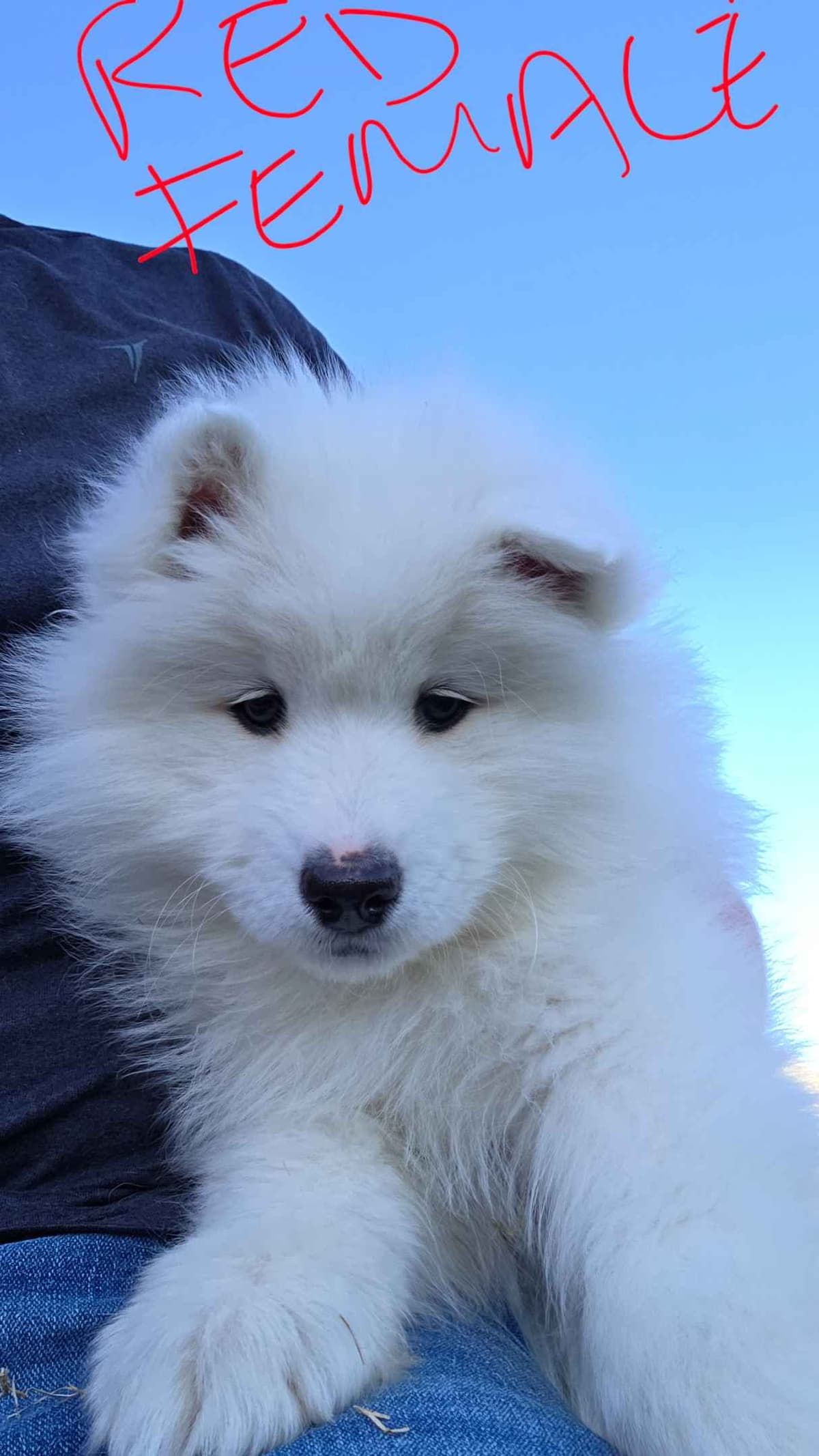 Samoyed Puppies breeder image 17