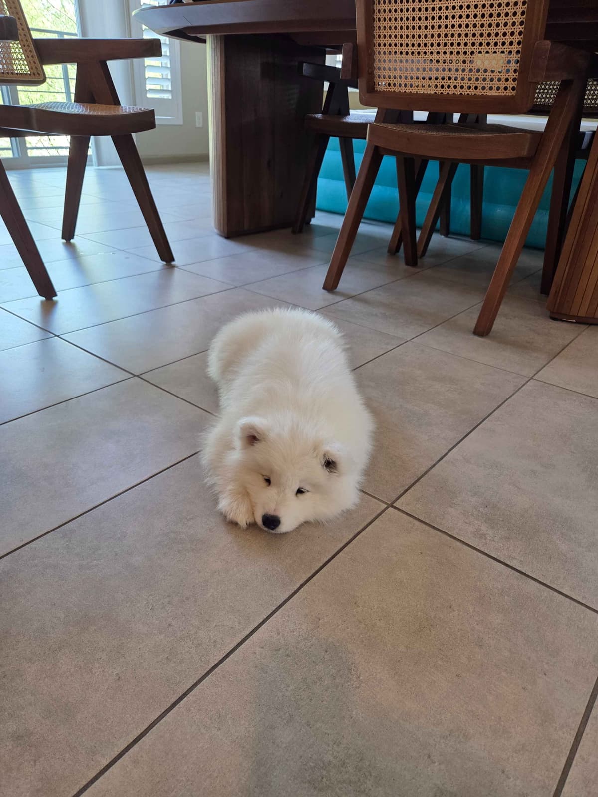 Samoyed Puppies breeder image 19
