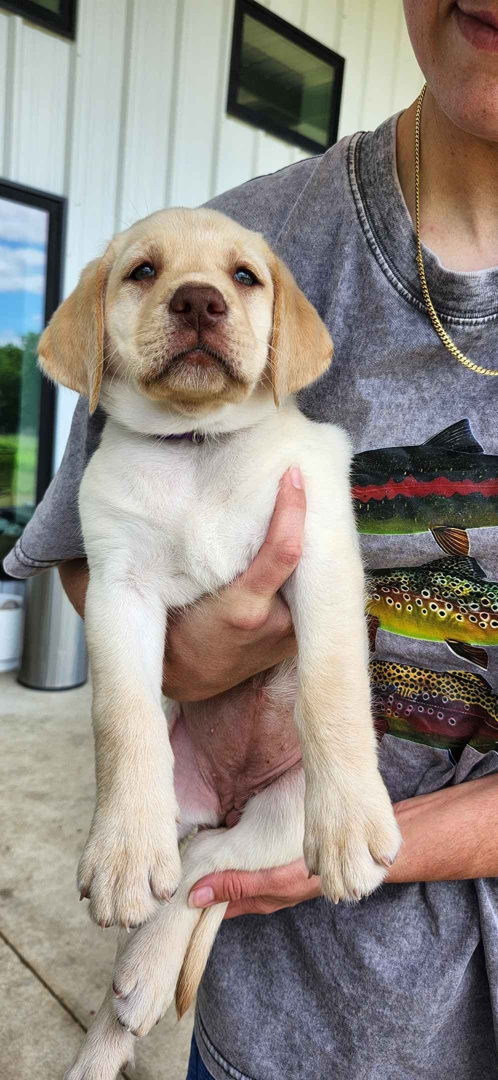 Labrador Retriever Puppies breeder image 4