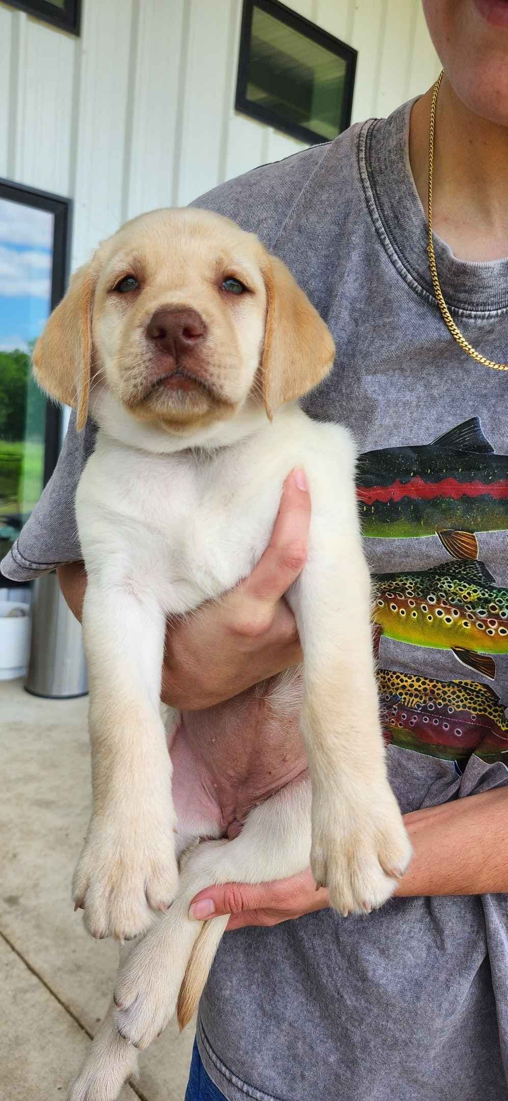 Labrador Retriever Puppies breeder image 6