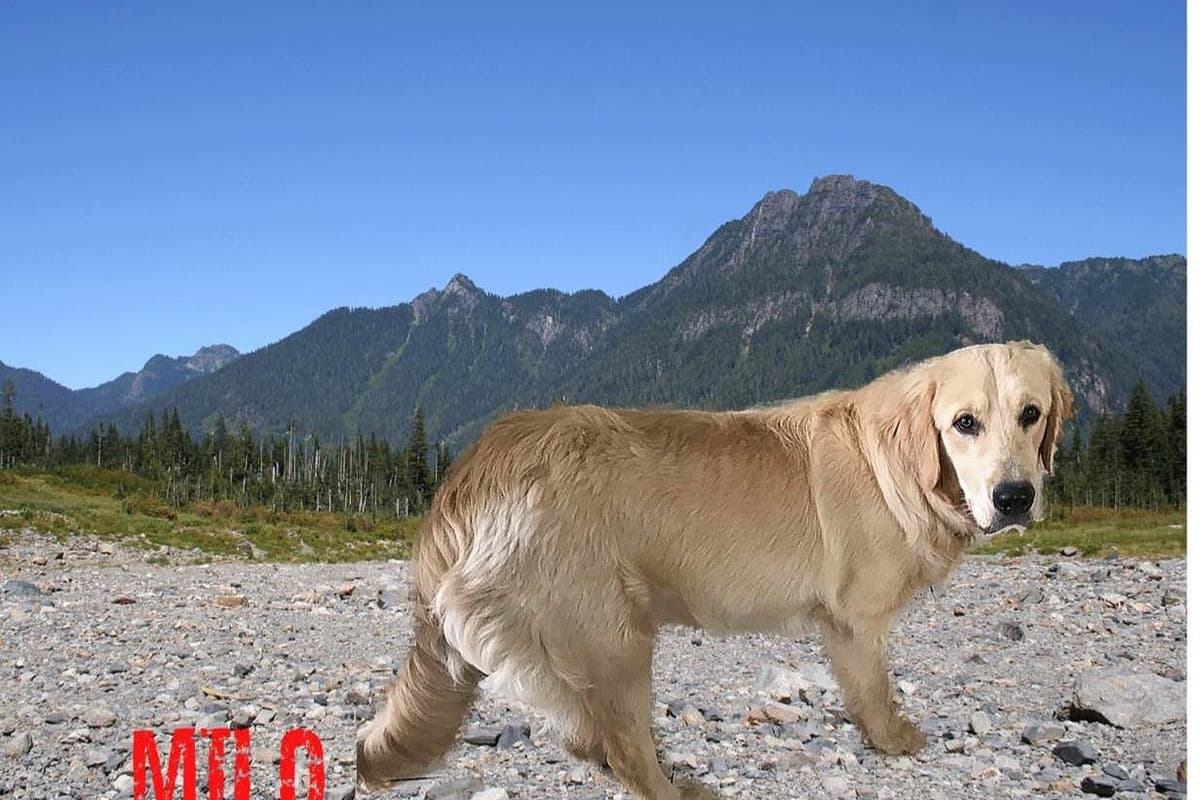 Golden Retriever Puppies breeder image 1