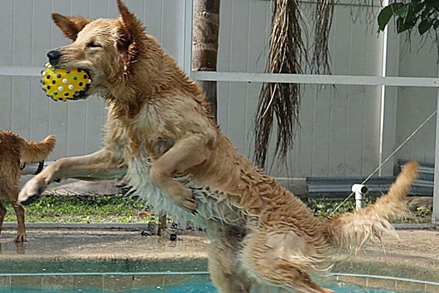 Golden Retriever Puppies breeder image 3