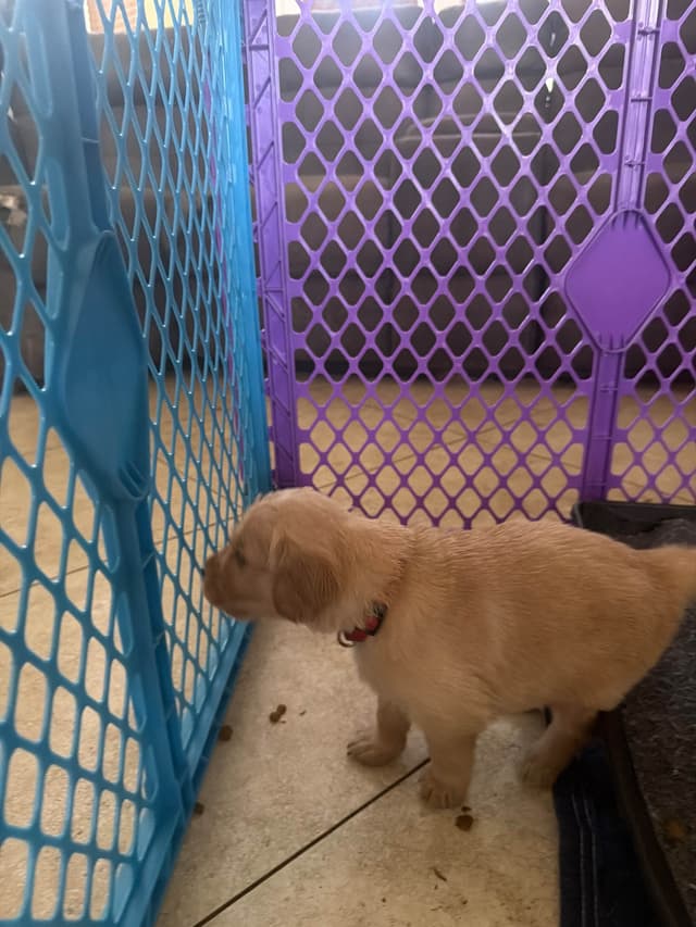 Golden Retriever Puppies media 2