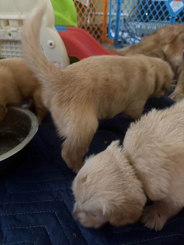 Golden Retriever Puppies media 3