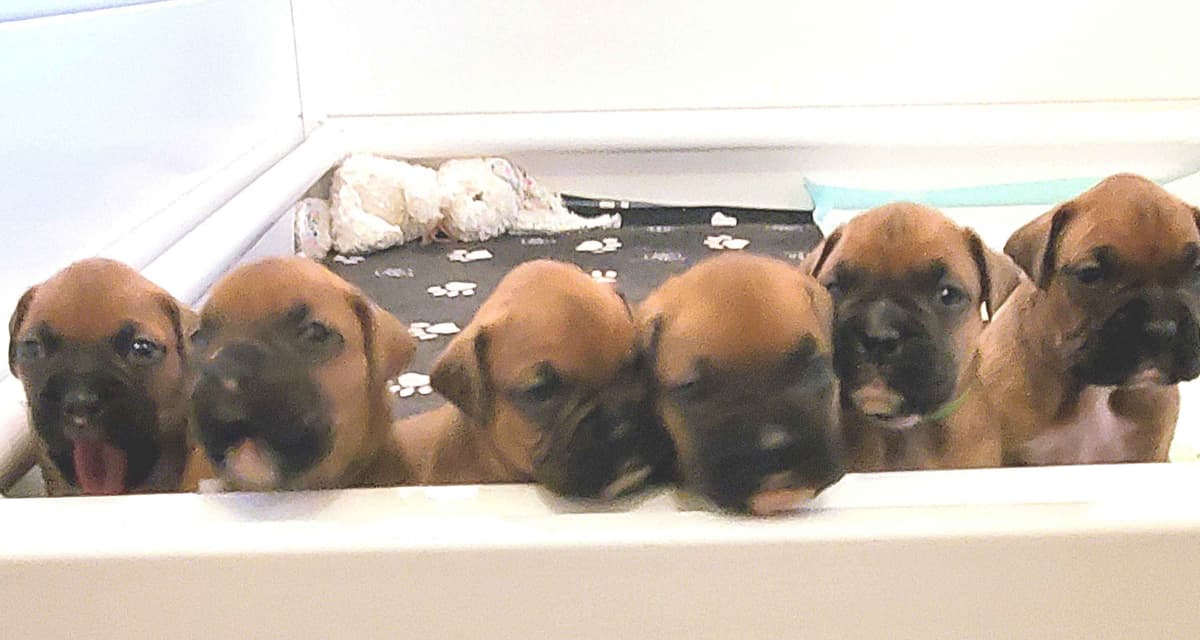 SOLD OUT breeder image 1