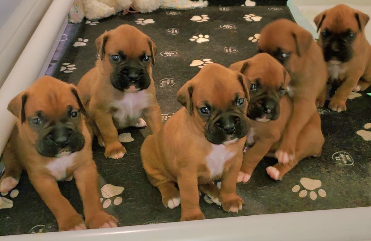 SOLD OUT breeder image 2
