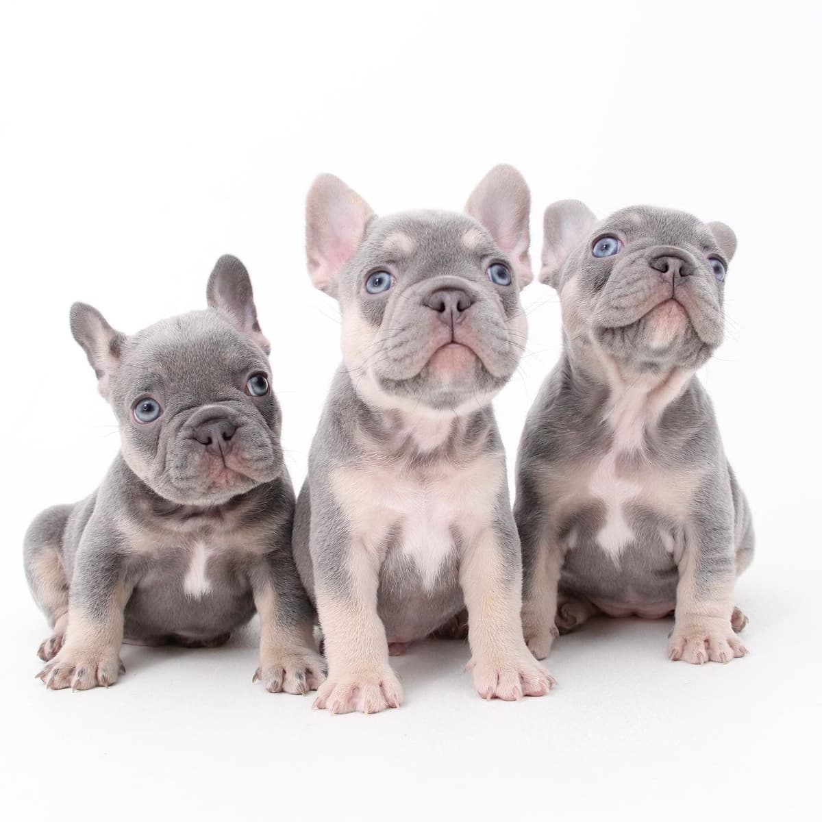French Bulldog Puppies breeder image 1