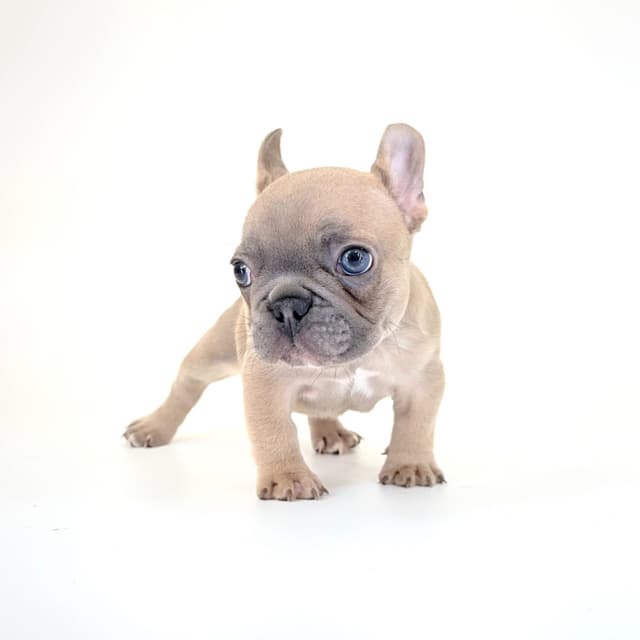 French Bulldog Puppies media 2
