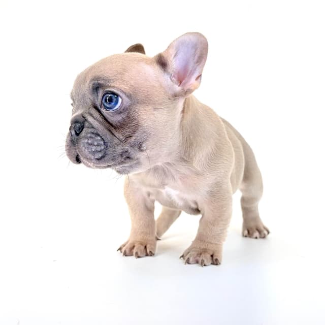 French Bulldog Puppies media 3