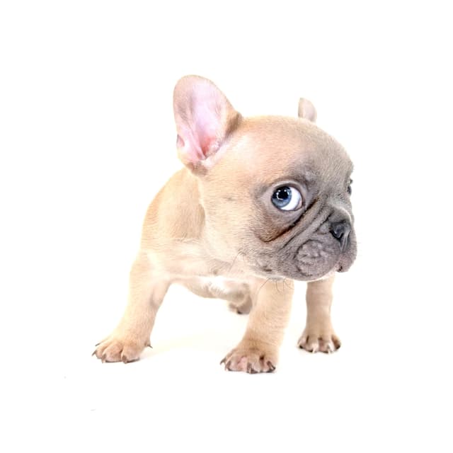 French Bulldog Puppies media 4