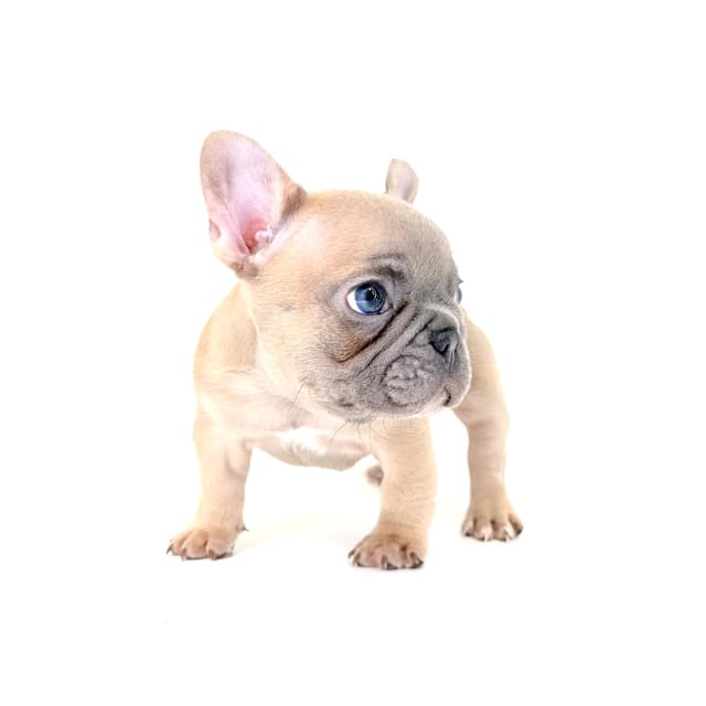 French Bulldog Puppies media 5