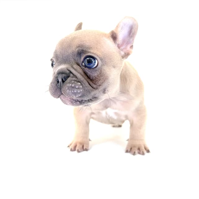 French Bulldog Puppies media 6