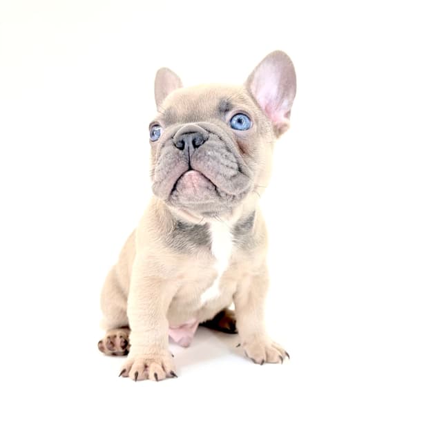 French Bulldog Puppies media 7