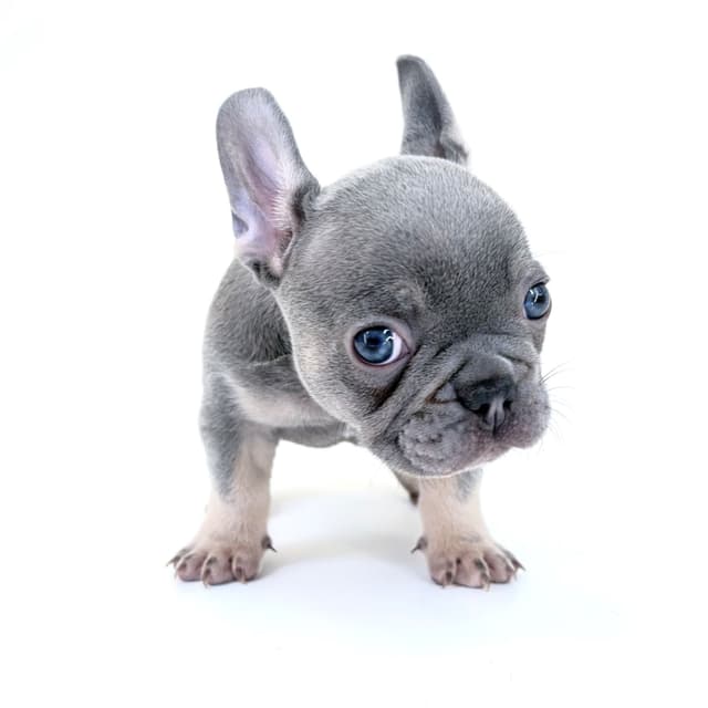 French Bulldog Puppies media 10