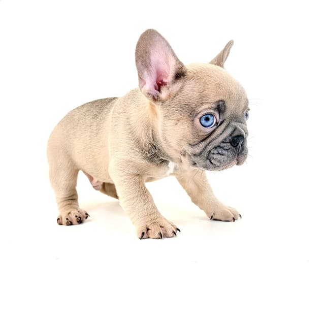 French Bulldog Puppies media 11