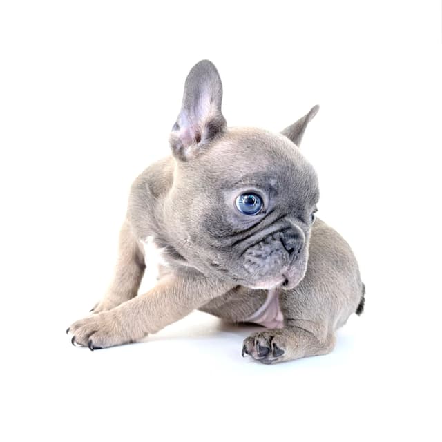 French Bulldog Puppies media 12