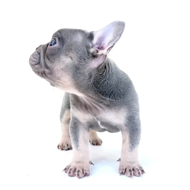 French Bulldog Puppies media 13