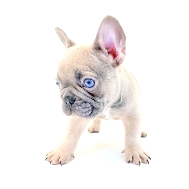 French Bulldog Puppies media 17