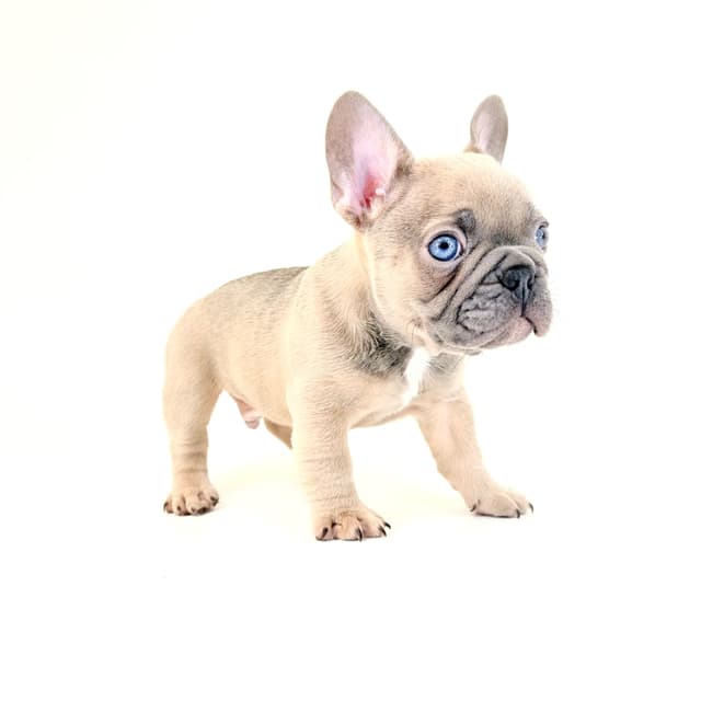 French Bulldog Puppies media 16