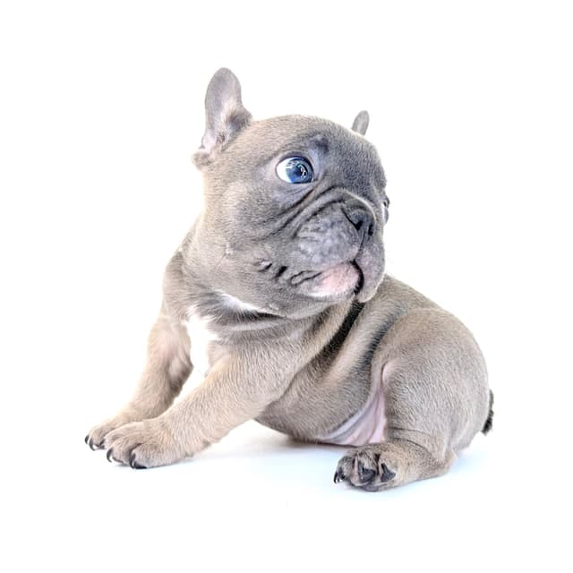 French Bulldog Puppies media 18