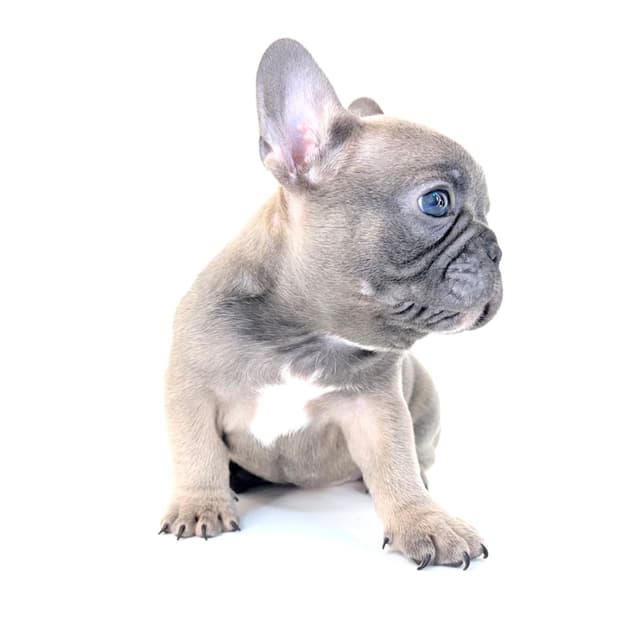 French Bulldog Puppies media 19