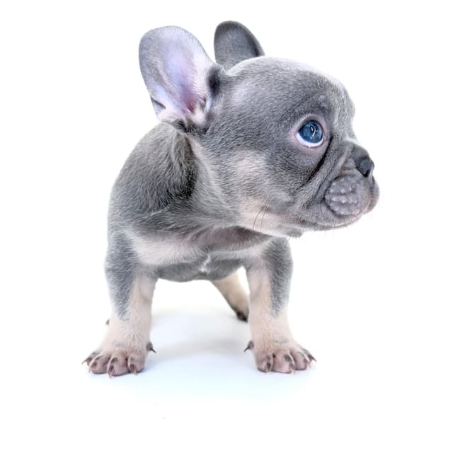 French Bulldog Puppies media 21