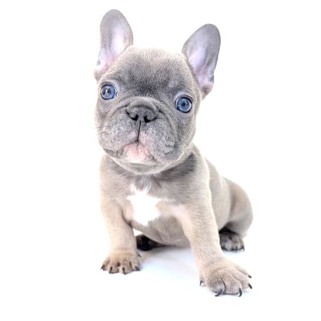 French Bulldog Puppies media 23