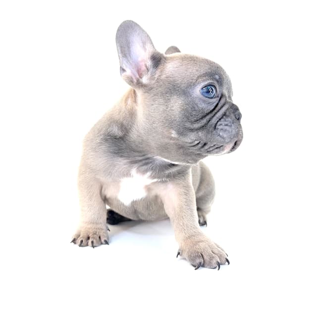 French Bulldog Puppies media 24