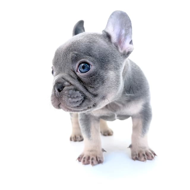 French Bulldog Puppies media 25