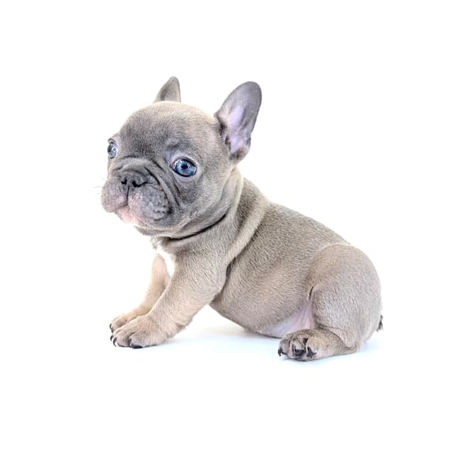 French Bulldog Puppies media 26