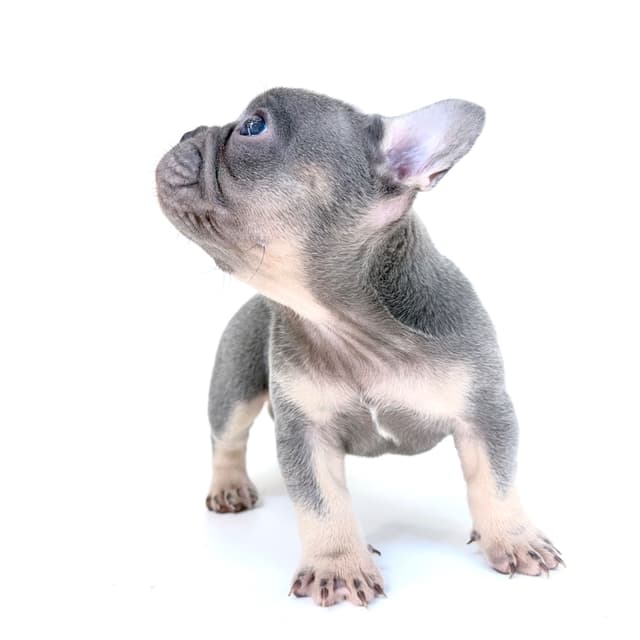 French Bulldog Puppies media 27