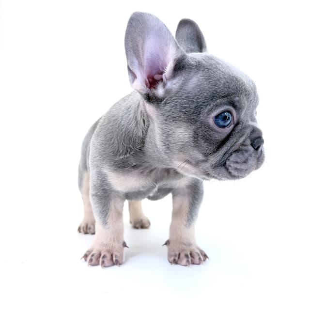 French Bulldog Puppies media 28