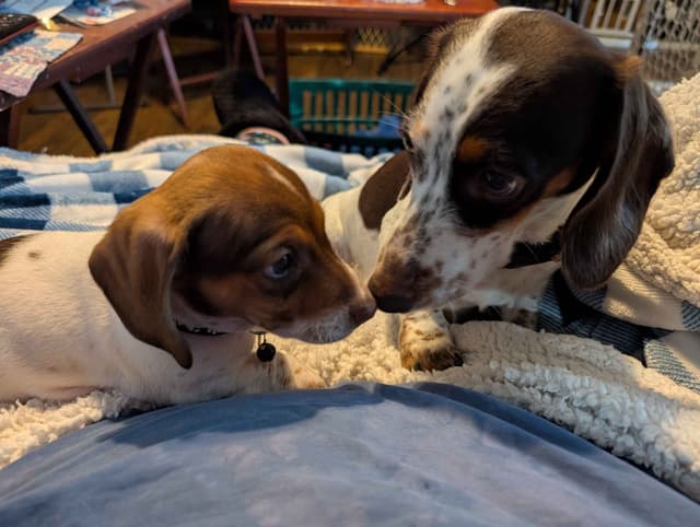 Dachshund Puppies media 2