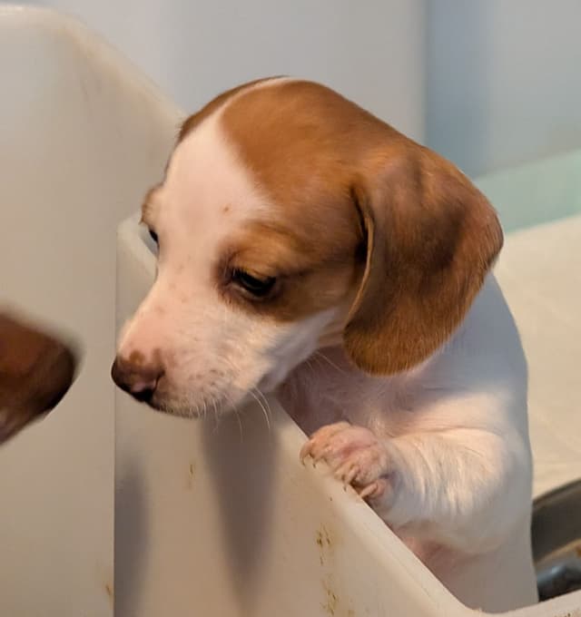 Dachshund Puppies media 3