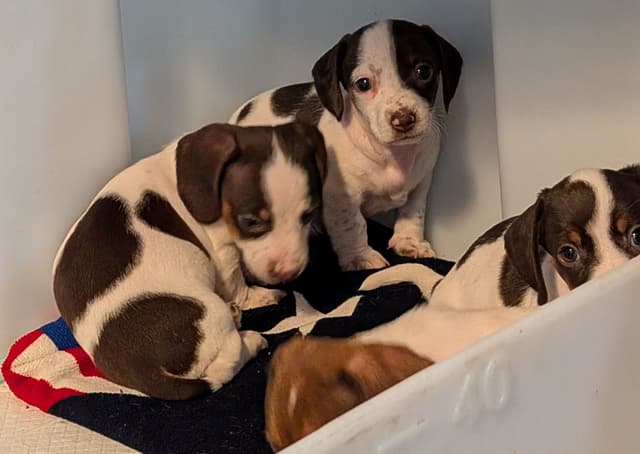 Dachshund Puppies media 4