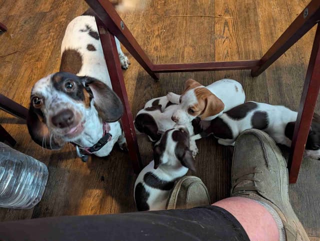 Dachshund Puppies media 5