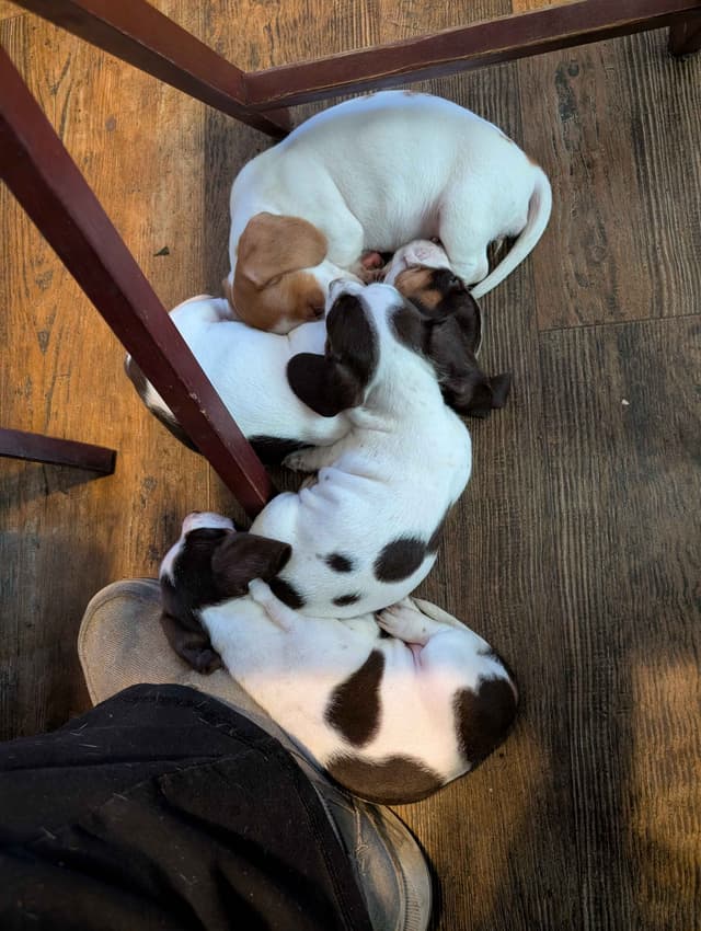Dachshund Puppies media 6