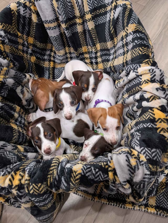 Dachshund Puppies media 7