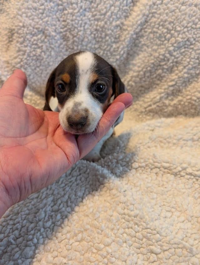 Dachshund Puppies media 8