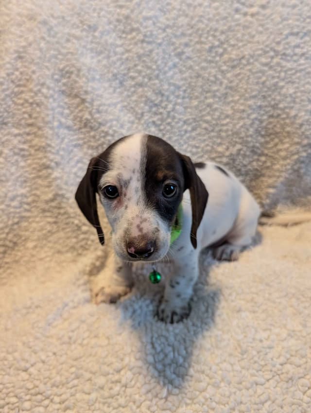 Dachshund Puppies media 9