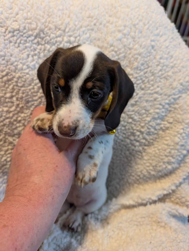 Dachshund Puppies media 10