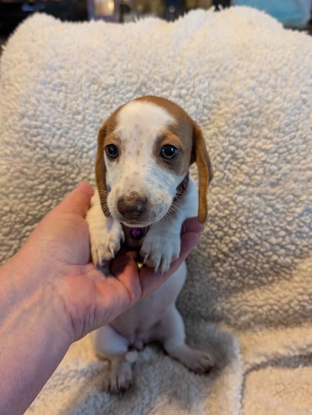 Dachshund Puppies media 11
