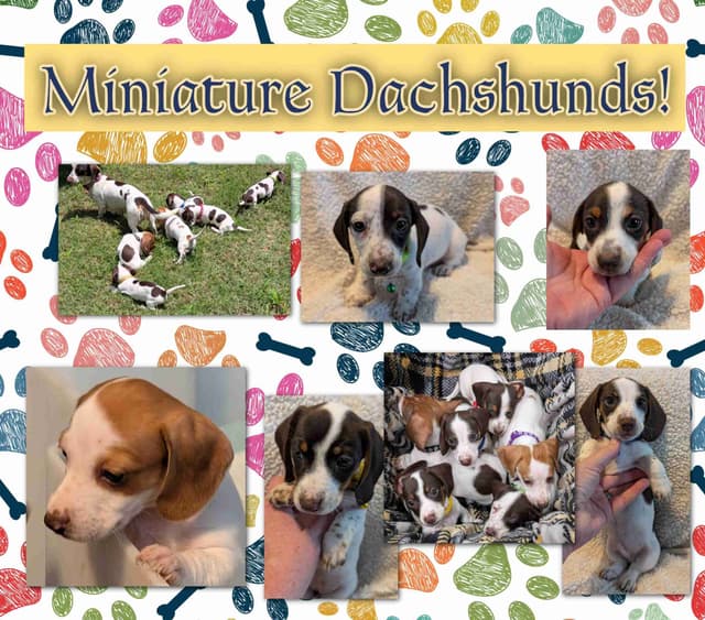 Dachshund Puppies media 12