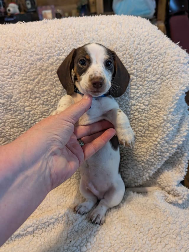 Dachshund Puppies media 13