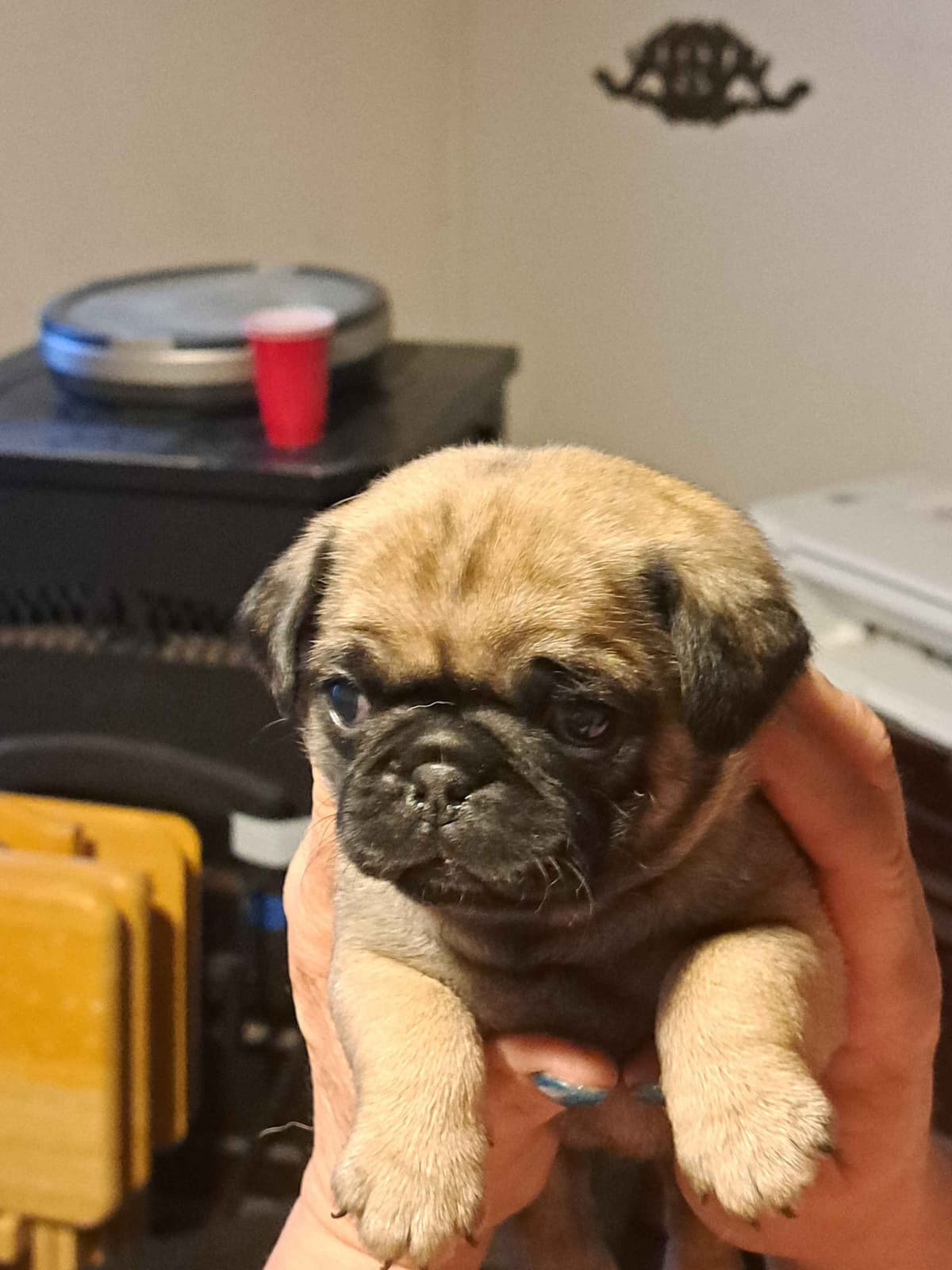 Pug Puppies breeder image 1