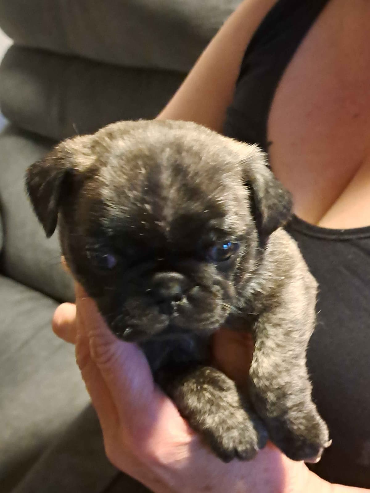 Pug Puppies breeder image 2