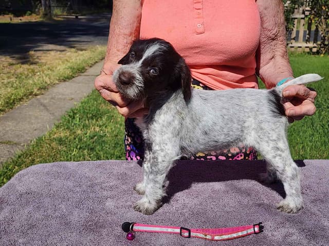 German Wirehaired Pointer Puppies media 2